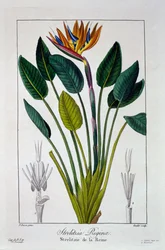 Paradiesvogel oder Kranichblume, 1836